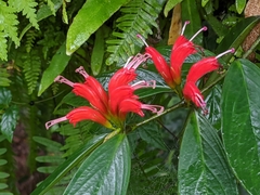 Aeschynanthus speciosus