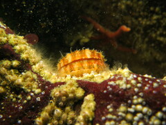 Chlamys hastata