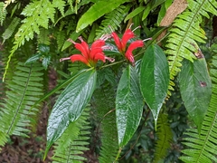 Aeschynanthus speciosus