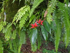 Aeschynanthus speciosus