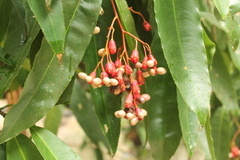 Ouratea jaliscensis