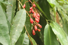 Ouratea jaliscensis