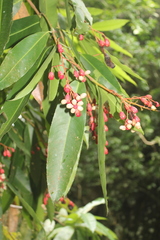 Ouratea jaliscensis