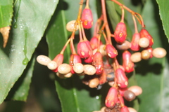 Ouratea jaliscensis