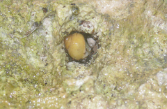 Image of Cyclomorpha flava