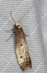 Tinea occidentella