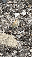 Coenonympha pamphilus