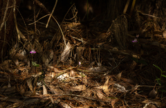 Disperis dicerochila