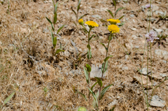 Pentanema helenioides