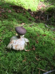 Geastrum pectinatum