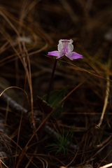 Disperis dicerochila