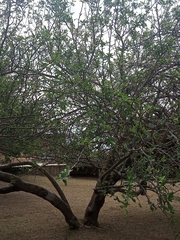 Cnidoscolus quercifolius