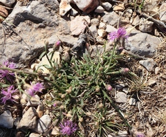 Centaurea glaberrima divergens