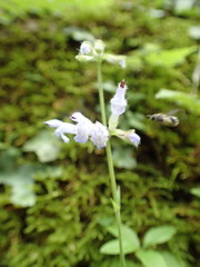 Salvia japonica