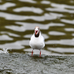 Chroicocephalus ridibundus