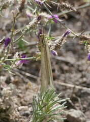 Myrmecaelurus