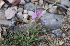 Centaurea glaberrima divergens