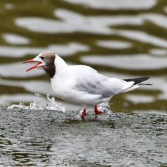 Chroicocephalus ridibundus