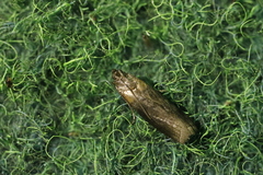 Sciota fumella