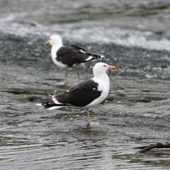 Larus marinus