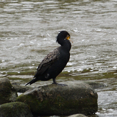 Phalacrocorax carbo