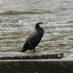 Phalacrocorax carbo