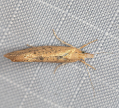 Ypsolopha cervella