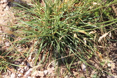 Cephalaria leucantha