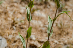 Pentanema helenioides