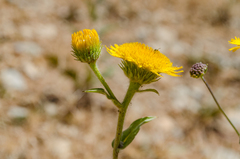 Pentanema helenioides