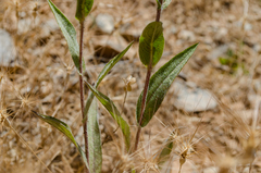 Pentanema helenioides
