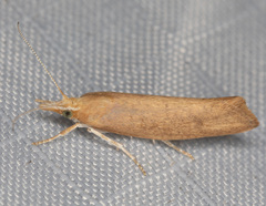 Ypsolopha cervella