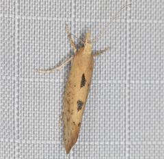 Ypsolopha cervella