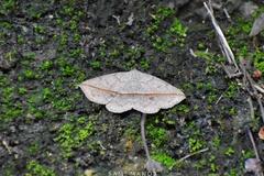 Ugia insuspecta