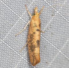 Ypsolopha cervella