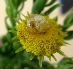 Schistostephium umbellatum