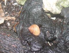 Cyclomorpha flava