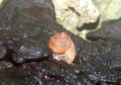 Cyclomorpha flava