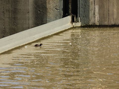 Tachybaptus ruficollis