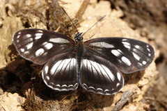 Eresia letitia