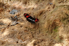 Heliconius telesiphe
