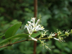 Ligustrum tschonoskii kiyozumianum