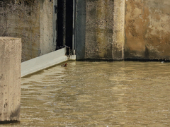 Tachybaptus ruficollis