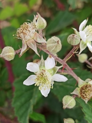 Rubus carpetanus