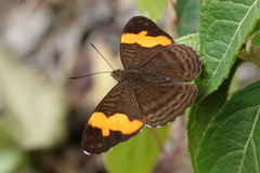 Adelpha irmina