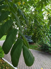 Juglans mandshurica