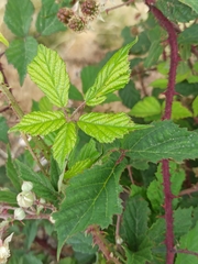 Rubus carpetanus