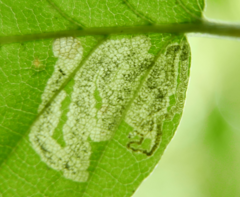Stigmella hemargyrella