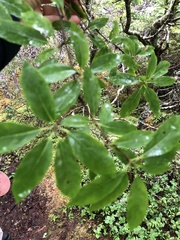Ilex mucronata image