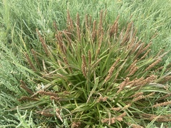 Plantago elongata